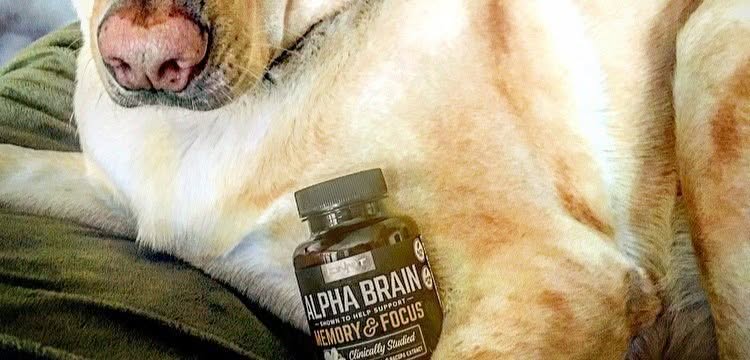 Side Effects Alpha Brain